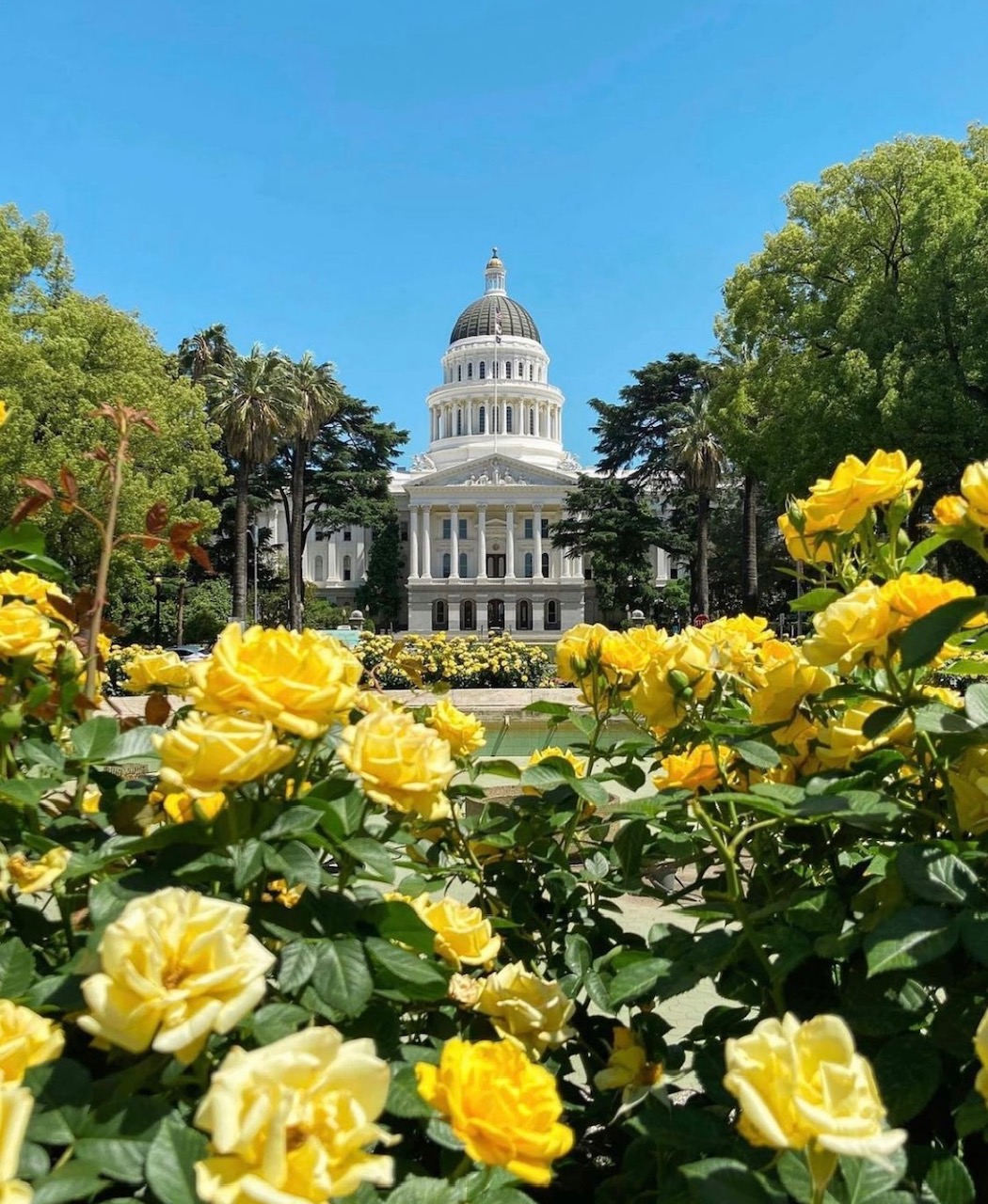 Building in background with yellow roses in foreground, flanked by trees, under a blue summersky.