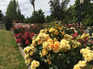 State Capitol Rose Garden